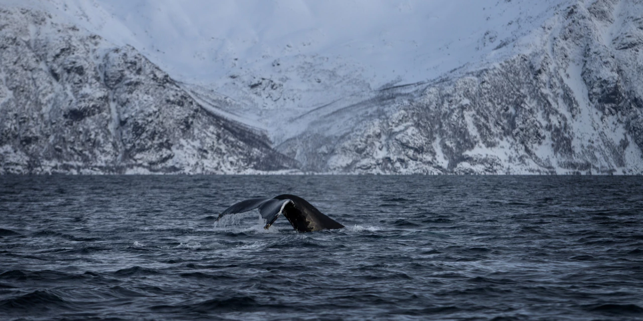 Séjour hivernal au Nord de la Norvège
