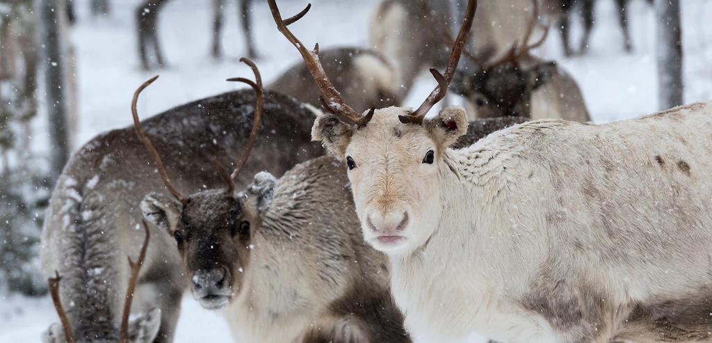 Séjour givré en Laponie suédoise